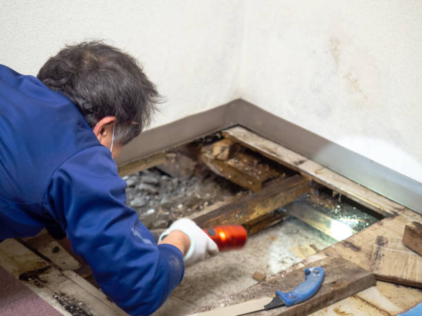 Best White Mold Remediation in Konawa, OK