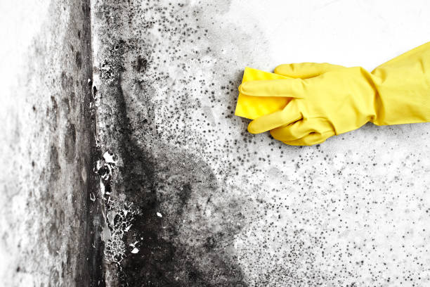 Best Residential Mold Remediation in Konawa, OK