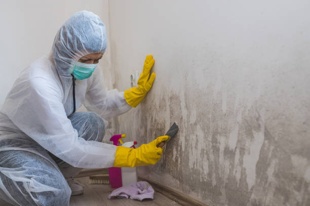 Best Post-Remediation Services in Konawa, OK
