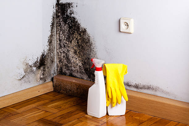 Best Attic Mold Remediation in Konawa, OK
