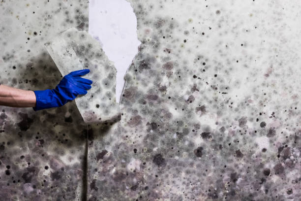 Best Mold Remediation for Schools in Konawa, OK